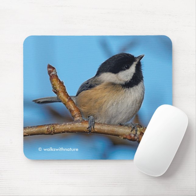 Cute Black-Capped Chickadee on Pear Tree Mouse Pad (With Mouse)