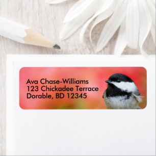 Cute Black-Capped Chickadee Songbird on Apple Tree