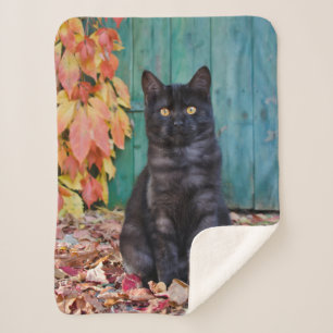 Cute Black Cat Kitten with Red Leaves Blue Door ,, Sherpa Blanket