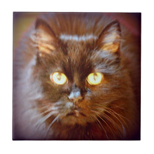 cute black cat tile