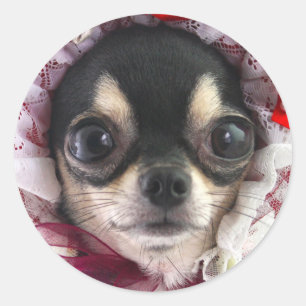 Cute Black Chihuahua Dog Face Classic Round Sticker