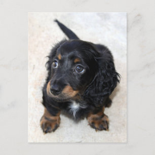 Cute black Dachshund Puppy Dog Postcard