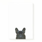 Cute Black French Bulldog Frenchie Photograph: