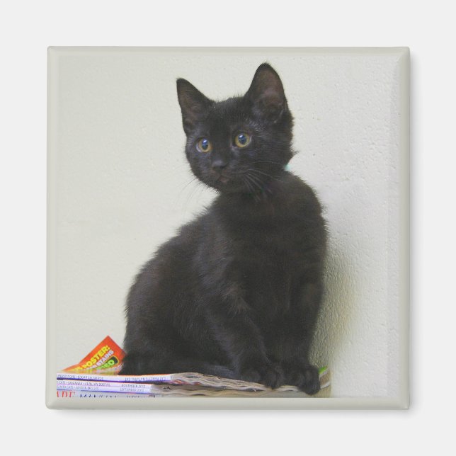 Cute Black Kitten Magnet (Front)