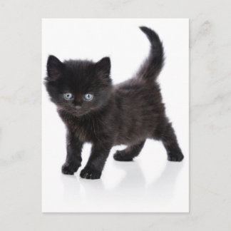 cute black kitten postcard