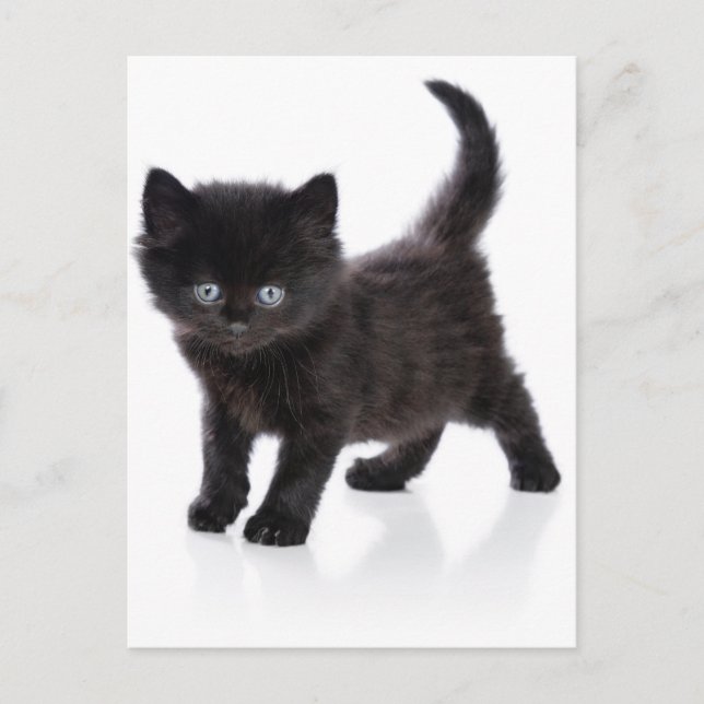 cute black kitten postcard (Front)