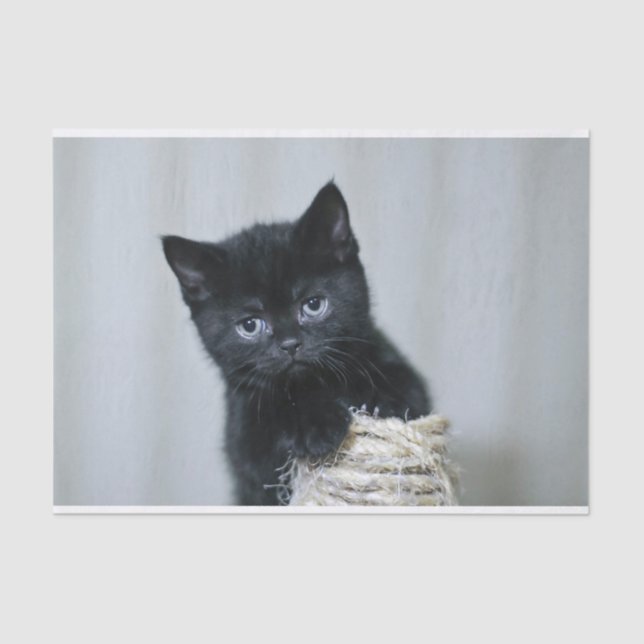 Cute Black Kitten Twine Photo Tissue Paper (Front)