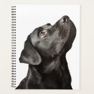 Cute Black Lab Chien Chien Chien Aimant Labrador R