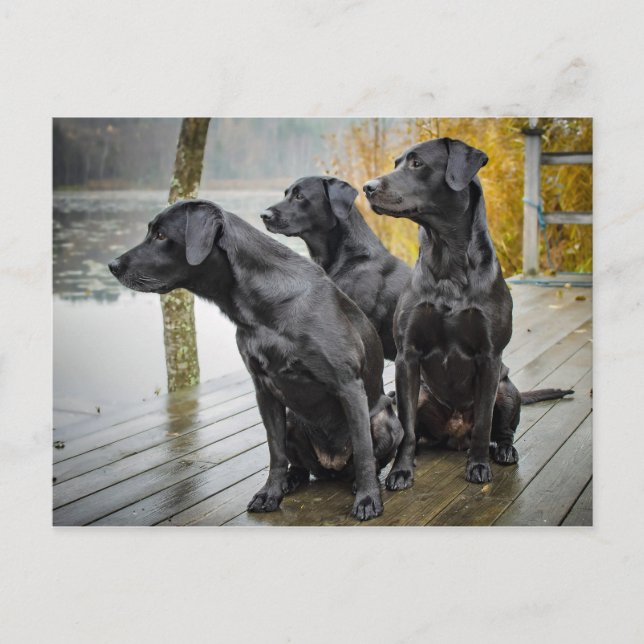 Cute Black Lab Dock Photo Postcard (Front)