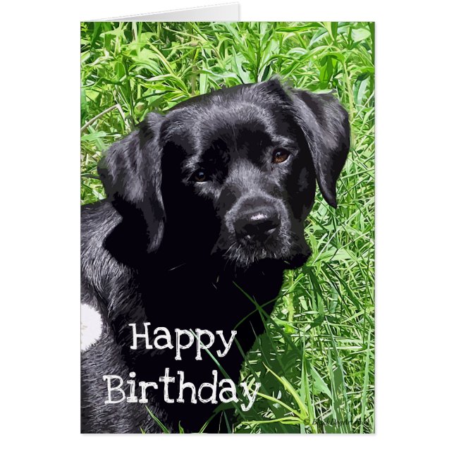 Cute Black Lab Labrador Retriever Chien (Devant)