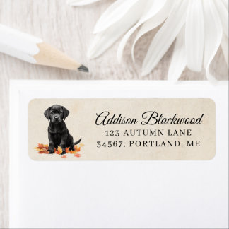 Cute Black Labrador Puppy Fall Leaves Return
