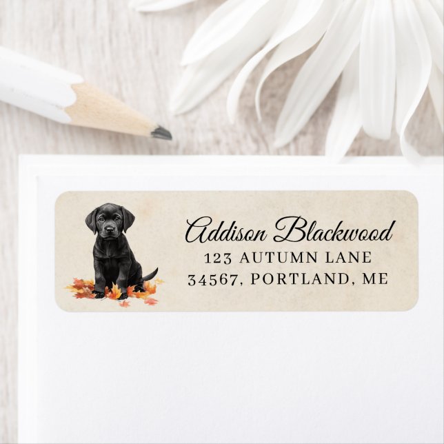Cute Black Labrador Puppy Fall Leaves Return (Insitu)