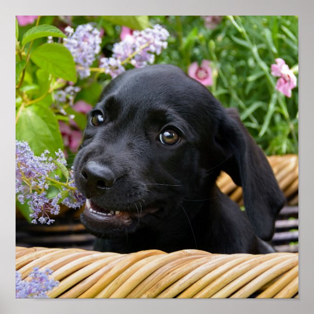 Cute Black Labrador Retriever Dog Puppy Pet Photo Poster (Front)