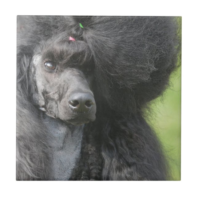 Cute Black Poodle Tile (Front)