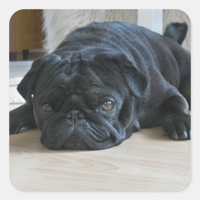 Cute Black Pug Puppy Photo Sticker (Front)