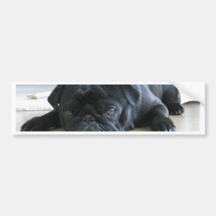 Cute Black Pug Sleeping Bumper Sticker