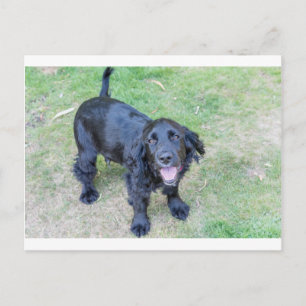 Cute Black Puppy Postcard