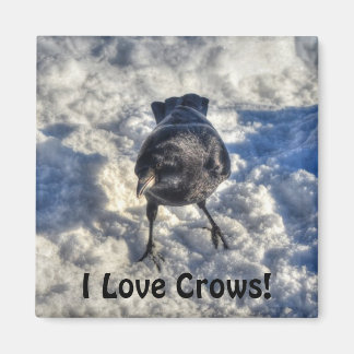 Cute Black Raven in the Snow Photo Magnet