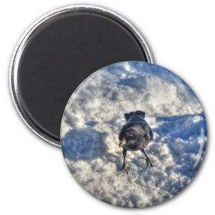 Cute Black Raven in the Snow Photo Magnet