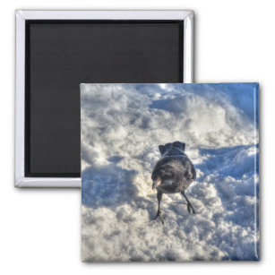 Cute Black Raven in the Snow Photo Magnet
