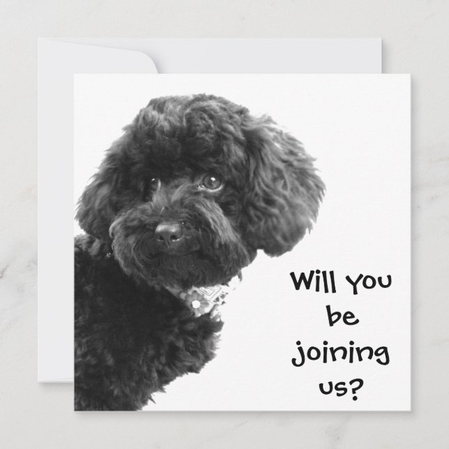 Cute Black Toy Poodle © Personalized Party Invites (Front)