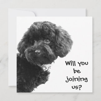 Cute Black Toy Poodle © Personalized Party Invites