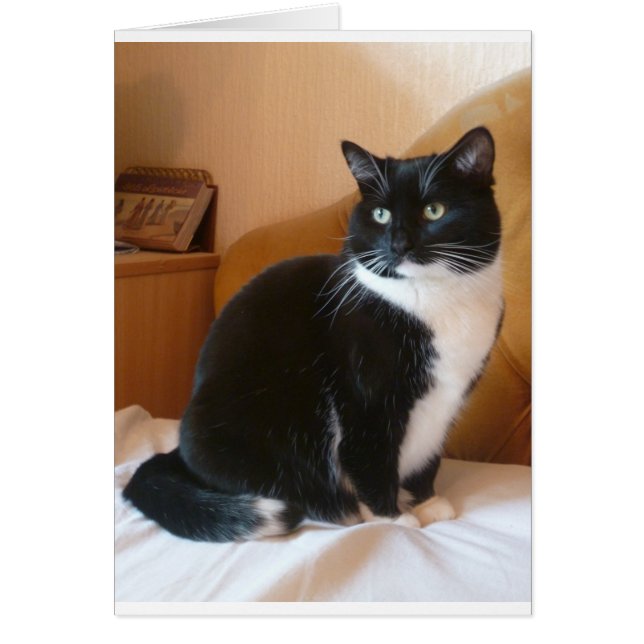 Cute black & white cat on bed (Front)