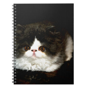 Cute black white kitten cat notebook