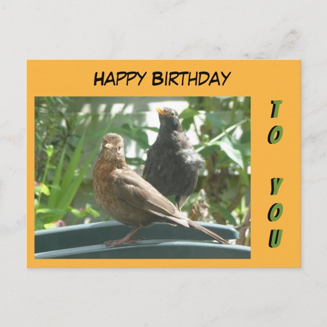 Cute Blackbirds Pair Happy Birthday Cust. Postcard (Front)