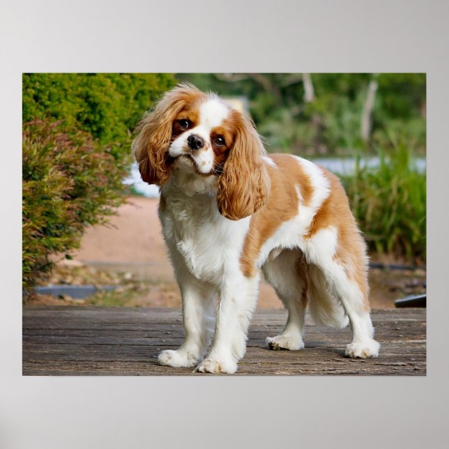Cute Blenheim Cavalier King Charles Spaniel Puppy  Poster (Front)