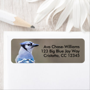 Cute Bleu Jay Songbird sur Treestump