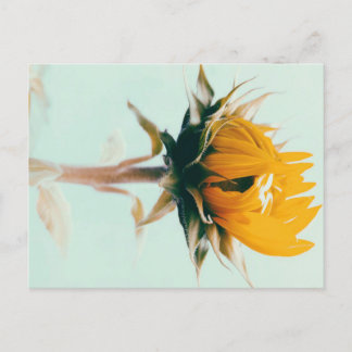 Cute blooming sunflower flower art announcement postcard