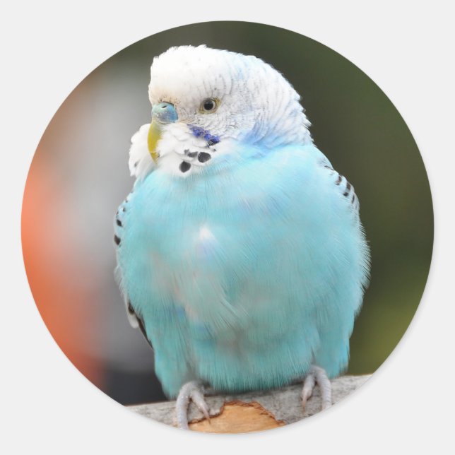 Cute Blue Budgie Bird on a Tree Branch  Classic Round Sticker (Front)