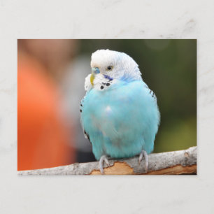 Cute Blue Budgie Bird on a Tree Branch  Postcard