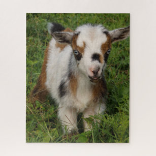 Cute Blue Eyed Nigerian Dwarf Dairy Goat Kid Jigsaw Puzzle