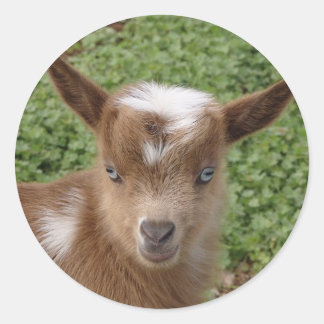 Cute Blue Eyed Nigerian Dwarf Goat Kid Classic Round Sticker (Front)