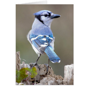 Cute Blue Jay Songbird on Treestump