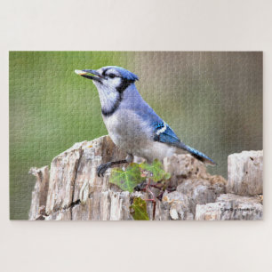 Cute Blue Jay Songbird on Treestump Jigsaw Puzzle