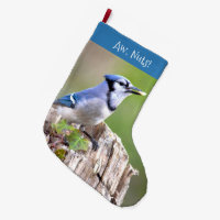 Cute Blue Jay Songbird on Treestump