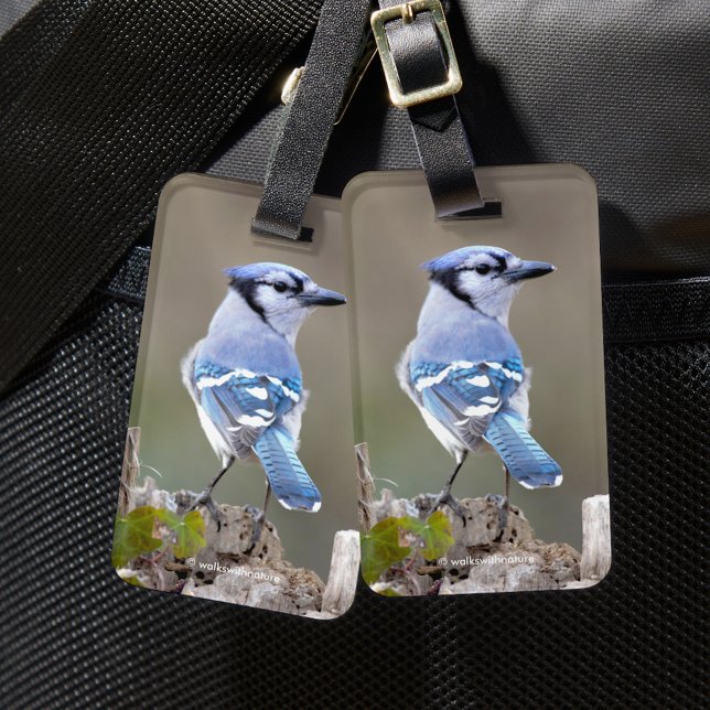 Cute Blue Jay Songbird on Treestump Luggage Tag (Creator Uploaded)