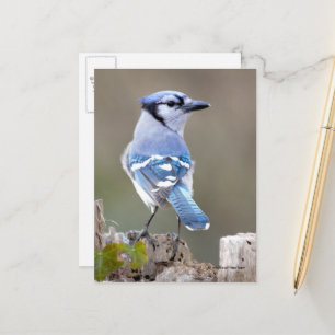 Cute Blue Jay Songbird on Treestump Postcard