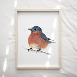 Cute Bluebird Watercolor Art Print<br><div class="desc">A sweet and cute bluebird watercolor and coloured pencil painting by Jennifer Steffen.</div>