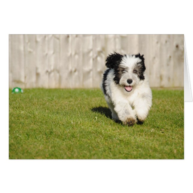 Cute Bobtail Sheepdog (Devant horizontal)