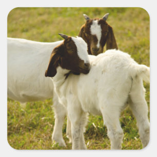 Cute Boer Goats in a Grassy Field Square Sticker
