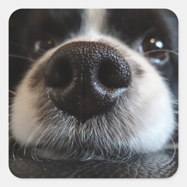 Cute Border Collie Nose Closeup Square Sticker (Front)