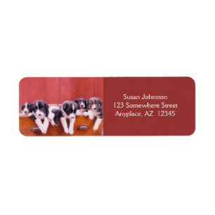 Cute Border Collie Puppies Address