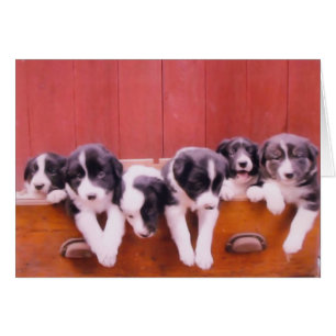 Cute Border Collie Puppies Animal