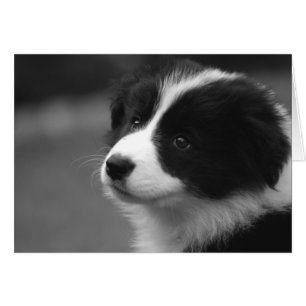 Cute Border Collie Puppy Card