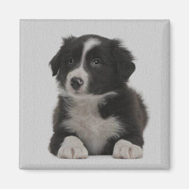 Cute Border Collie Puppy Dog Custom Magnet (Front)