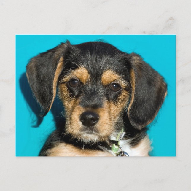 Cute Borkie Puppy Postcard (Front)